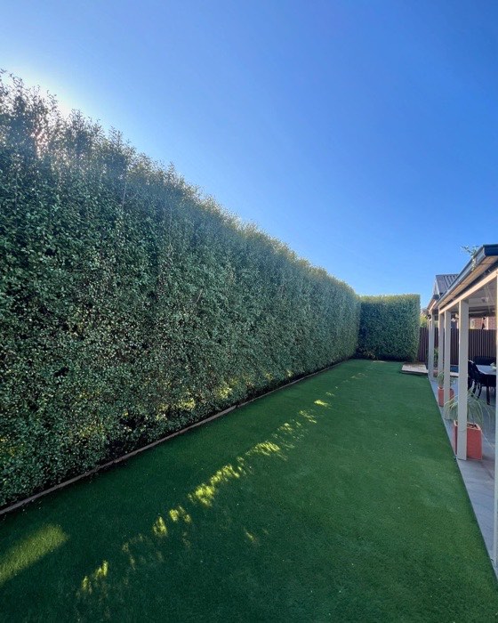 Long hedge wall trimmed beside a lawn